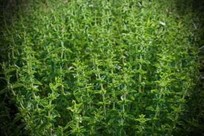 Organic Rosemary floral water - Image 3