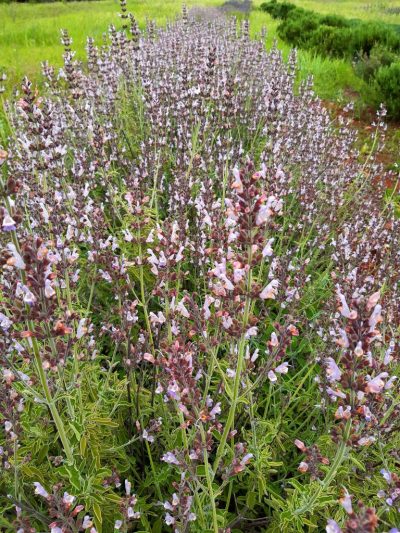 Organic Sage floral water - Image 3