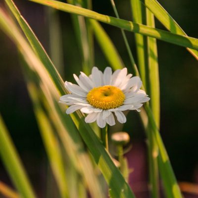 Harmony tea Lemon Verbena-Chamomile - Image 2