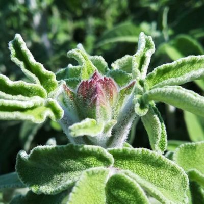 Pink Healer Cretan Sage & Pink Rockrose - Image 3