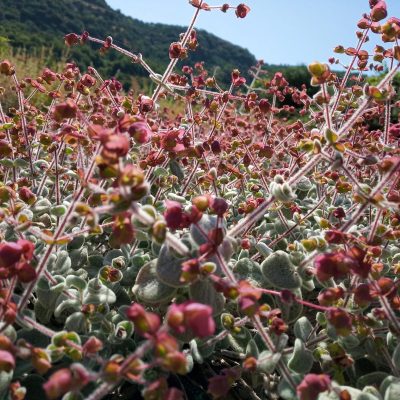 Dittany of Crete Natural Herbal Tea - Image 3