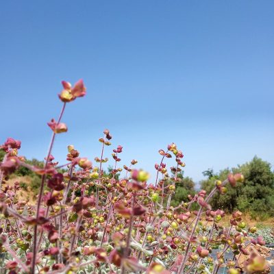 Dittany of Crete Natural Herbal Tea - Image 2