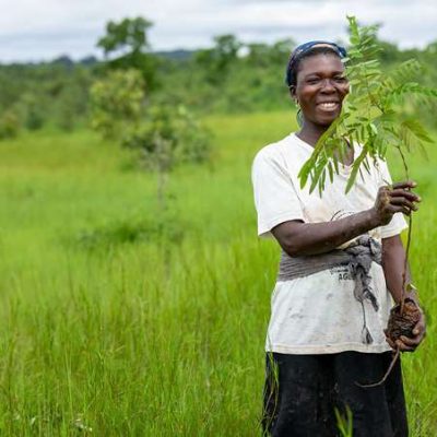 Plant a tree