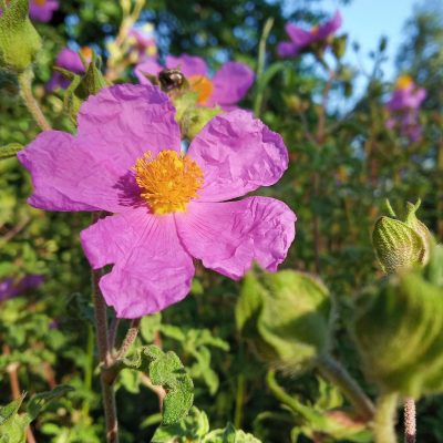 Pink Healer Cretan Sage & Pink Rockrose - Image 2