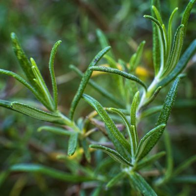 Greek Rosemary - Image 2