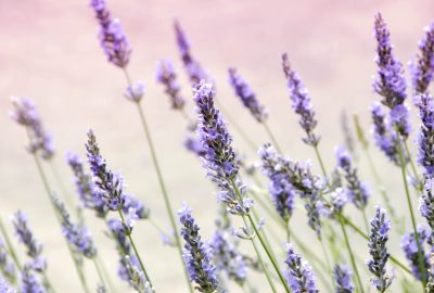 Lavender floral water - Image 3