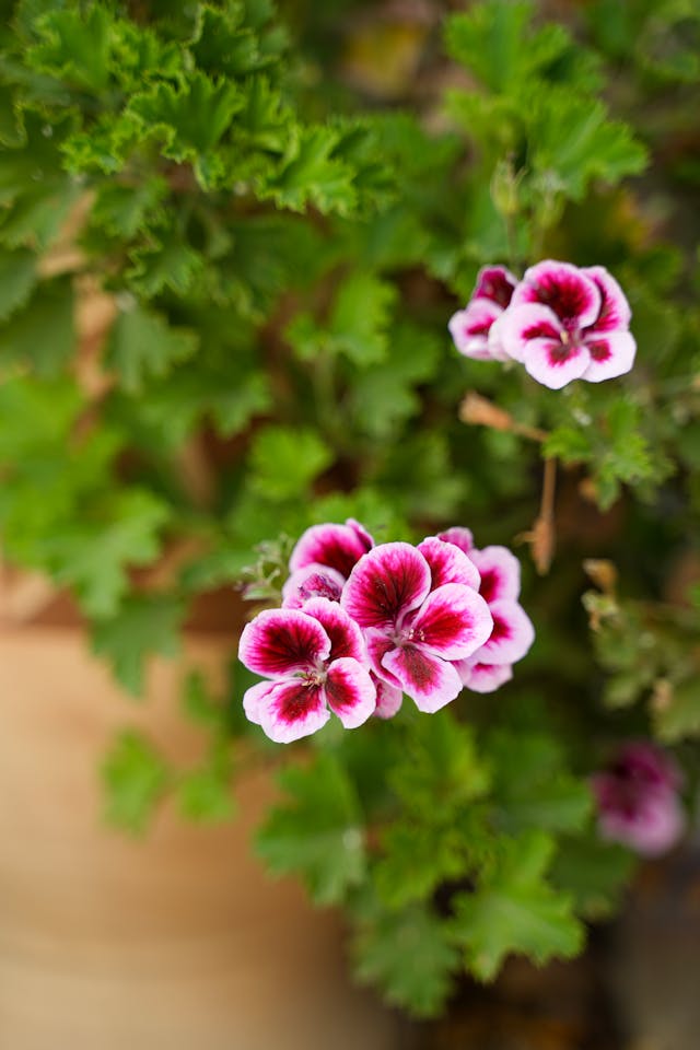 Geranium floral water toner - Image 3